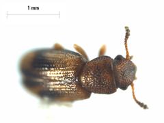 Salpingidae