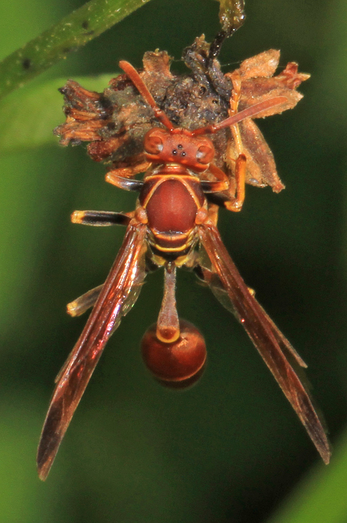 Mexican Paper Wasp
