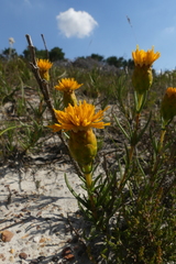 Pteronia tenuifolia