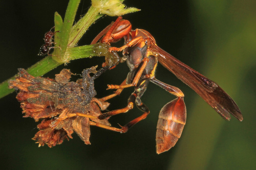 Mischocyttarus mexicanus mexicanus