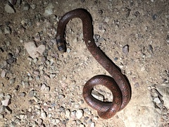 Brachyurophis australis