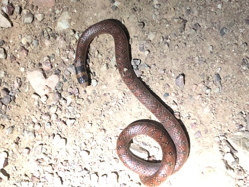Photo of a Coral Snake (Brachyurophis australis)