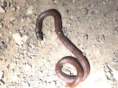 Brachyurophis australis
