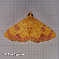 Isocentris filalis
