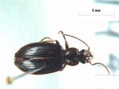 Notagonum