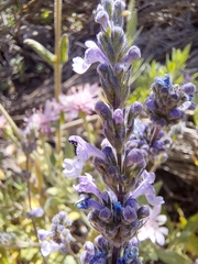 Nepeta teydea image