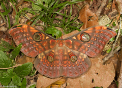 Antheraea larissa