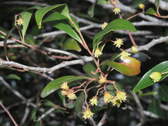 Pterocelastrus rostratus