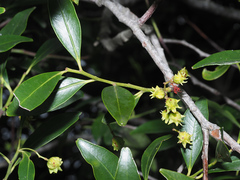 Pterocelastrus rostratus