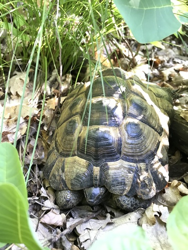Greek Tortoise, Hungary, photo 7 of 10