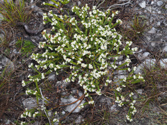 Lachnaea ericoides