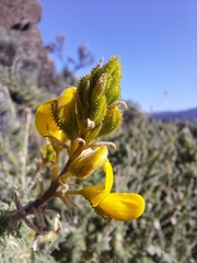 Adenocarpus viscosus image