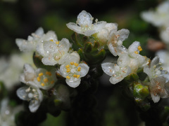 Lachnaea ericoides