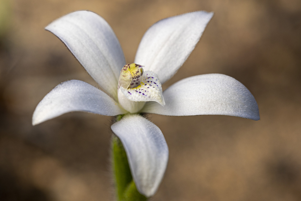 white china orchid
