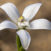 White China Orchid - Photo (c) Clarissa Human, some rights reserved (CC BY-NC), uploaded by Clarissa Human