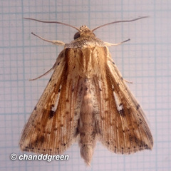 Hyphilare