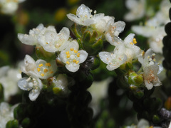 Lachnaea ericoides