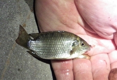 Sarotherodon melanotheron