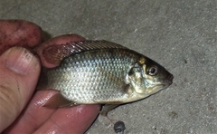 Sarotherodon melanotheron