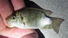 Sarotherodon melanotheron