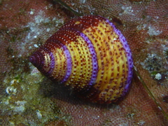 Calliostoma annulatum