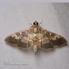 Uresiphita quinquigera