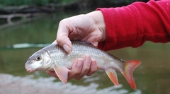 Moxostoma macrolepidotum