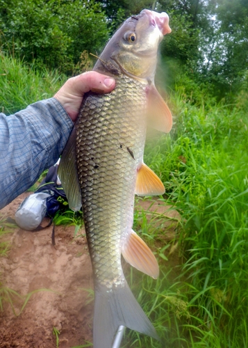 Moxostoma anisurum
