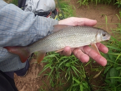 Moxostoma macrolepidotum