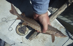 Acipenser fulvescens