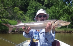 Acipenser fulvescens