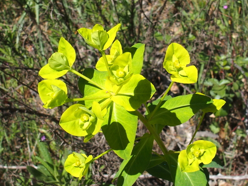 Euphorbia paniculata ssp. monchiquensis
