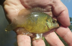 Lepomis miniatus