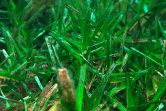 Amphibolis griffithii