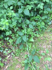 Rubus ursinus