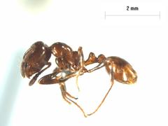 Chelaner antarcticus