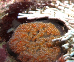 Aplousobranchia