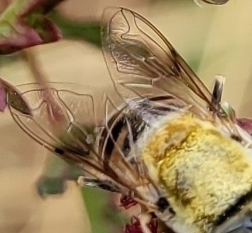 Yellow-shouldered Drone Fly