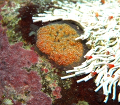 Aplousobranchia