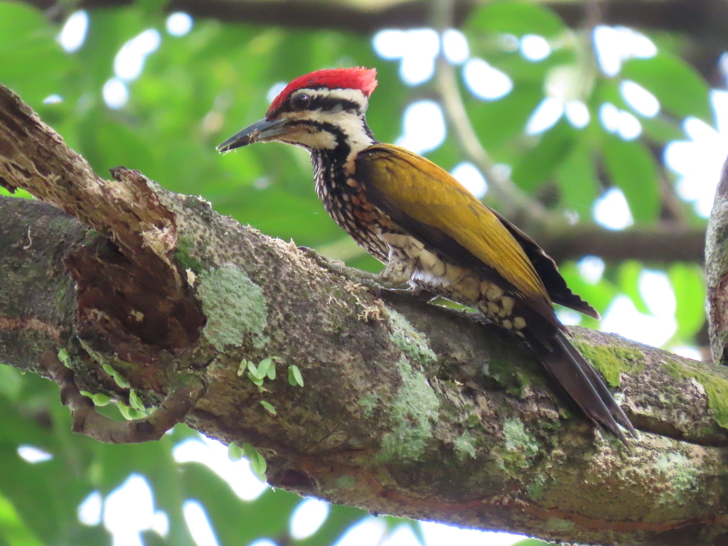 Common Flameback photo
