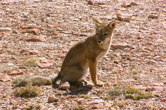 Lycalopex