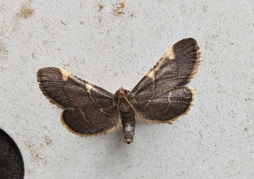 Yellow-fringed Dolichomia Moth (Hypsopygia olinalis)