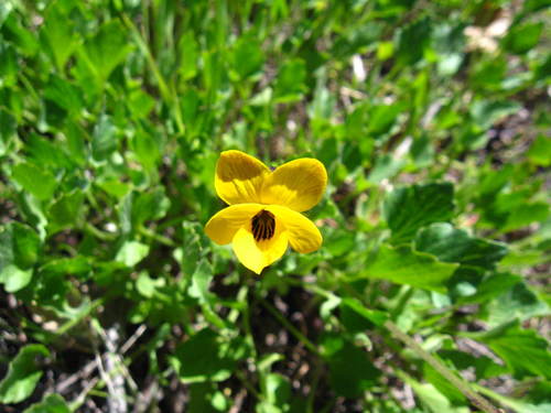 iNaturalist observation photo of California Golden Violet