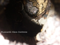 Artibeus fraterculus