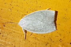 Nymphostola galactina