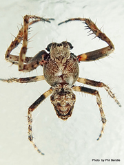 Socca pustulosa