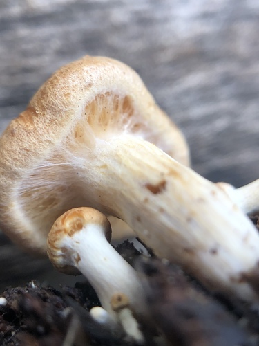 Gymnopilus aurantiophyllus image