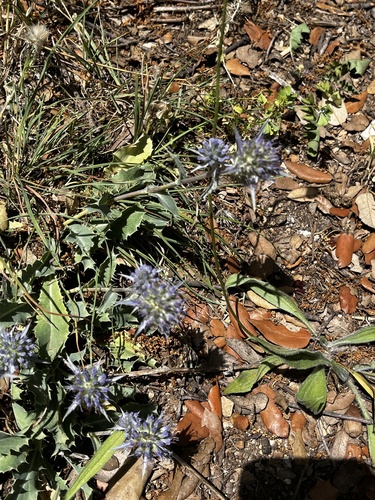 Eryngium aquifolium