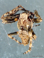 Socca pustulosa