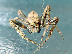 Socca pustulosa